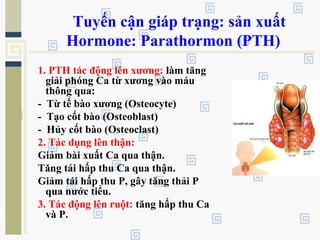 Tuyến cận giáp trạng: sản xuất
Hormone: Parathormon (PTH)
1. PTH tác động lên xương: làm tăng
giải phóng Ca từ xương vào máu
thông qua:
- Từ tế bào xương (Osteocyte)
- Tạo cốt bào (Osteoblast)
- Hủy cốt bào (Osteoclast)
2. Tác dụng lên thận:
Giảm bài xuất Ca qua thận.
Tăng tái hấp thu Ca qua thận.
Giảm tái hấp thu P, gây tăng thải P
qua nước tiểu.
3. Tác động lên ruột: tăng hấp thu Ca
và P.
 