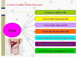 Gan
Cơ quan to nhất cơ thể
Vừa có chức năng ngoại tiết
Vừa có chức năng nội tiết
Vừa là kho dự trữ nhiều chất
Vừa là trung tâm chuyển hoá quan trọng
Chức năng gan gắn liền với sinh mạng
Gan là nhà máy năng lượng của cơ thể
I. GAN VÀ CHỨC NĂNG CỦA GAN:
 