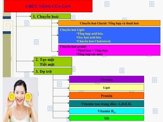 Glycogen
CHỨC NĂNG CỦA GAN
1. Chuyển hoá:
Chuyển hoá Glucid: Tổng hợp và thoái hoá
Chuyển hoá Lipit:
•Tổng hợp acid béo.
•Oxy hoá acid béo.
•Chuyển hoá Cholesterol.
Chuyển hoá protid:
•Thoái hoá + Tổng hợp
•Tổng hợp các men
2. Tạo mật
Tiết mật
3. Dự trữ
Lipit
Protein
Vitamin tan trong dầu: A,D,E,K.
Vitamin B12
Sắt
 