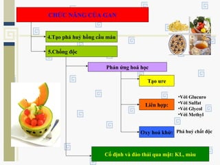 CHỨC NĂNG CỦA GAN
4.Tạo phá huỷ hồng cầu máu
5.Chống độc
Phản ứng hoá học
Tạo ure
Liên hợp:
•Với Glucuro
•Với Sulfat
•Với Glycol
•Với Methyl
Oxy hoá khử: Phá huỷ chất độc
Cố định và đào thải qua mật: KL, màu
 