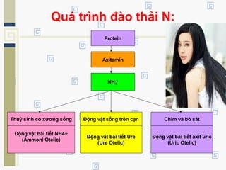 Quá trình đào thải N:
Protein
Axitamin
NH4
+
Động vật sống trên cạn Chim và bò sát
Động vật bài tiết NH4+
(Ammoni Otelic)
Thuỷ sinh có xương sống
Động vật bài tiết Ure
(Ure Otelic)
Động vật bài tiết axit uric
(Uric Otelic)
 