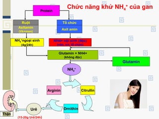 Chức năng khử NH4
+
của gan
Protein
Ruột
Axitamin
(Vk+men)
Tổ chức
Axit amin
NH4
+
ngoại sinh
(4g/24h)
NH4+ nội sinh (độc)
(não, cơ, tổ chức)
Glutamin + NH4+
(không độc)
Glutamin
Thận
CitrullinArginin
Ornithin
NH4
+
Urê
(15-20g Urê/24h)
 