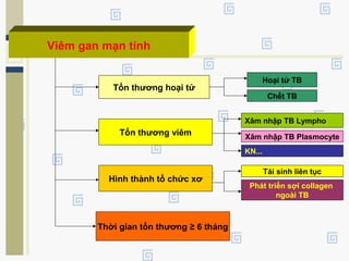 Viêm gan mạn tính
Tổn thương hoại tử
Tổn thương viêm
Hình thành tổ chức xơ
Thời gian tổn thương ≥ 6 tháng
Hoại tử TB
Chết TB
Xâm nhập TB Lympho
Xâm nhập TB Plasmocyte
KN...
Tái sinh liên tục
Phát triển sợi collagen
ngoài TB
 