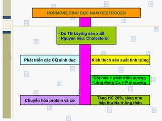 HORMONE SINH DỤC NAM OESTROGEN
• Do TB Leydig sản xuất
• Nguyên liệu: Cholesterol
Phát triển các CQ sinh dục
Chuyển hóa protein và cơ
Kích thích sản xuất tinh trùng
Tăng HC 20%, tăng nhẹ
hấp thu Na ở ống thận
•Cốt hóa + phát triển xương
•Lắng đọng Ca + P ở xương
 
