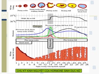 CHU KỲ KINH NGUYỆT CỦA HORMONE SINH DỤC NỮ
Estrogen
 