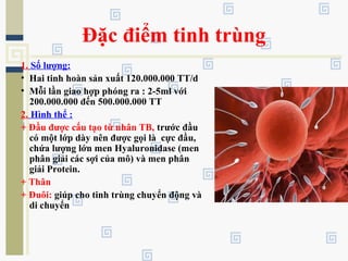 Đặc điểm tinh trùng
1. Số lượng:
• Hai tinh hoàn sản xuất 120.000.000 TT/d
• Mỗi lần giao hợp phóng ra : 2-5ml với
200.000.000 đến 500.000.000 TT
2. Hình thể :
+ Đầu được cấu tạo từ nhân TB, trước đầu
có một lớp dày nên được gọi là cực đầu,
chứa lượng lớn men Hyaluronidase (men
phân giải các sợi của mô) và men phân
giải Protein.
+ Thân
+ Đuôi: giúp cho tinh trùng chuyển động và
di chuyển
 