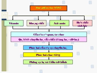 Thùc phÈmchøcThùc phÈmchøc NĂNGNĂNG
Vitamin Axit aminKho¸ng chÊt
CÊu t¹o c¬ quan, tæ chøc
Ho¹t chÊt
sinh häc
Qu¸ trình chuyÓn ho¸ vËt chÊt (®ång ho¸ - dÞho¸)
Phßng vµ hç trî ®iÒu trÞbÖnh
Phôc håi chøc năng
Phôc håi cÊu t¹o vµ chuyÓn ho¸
 
