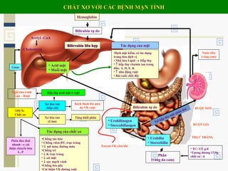 CHẤT XƠ VỚI CÁC BỆNH MẠN TÍNHCHẤT XƠ VỚI CÁC BỆNH MẠN TÍNH
Hemoglobin
Bilirubin tự do
Bilirrubin liên hợpBilirrubin liên hợp
Acetyl -CoA
Cholesterol
• Acid mật
• Muối mật
Tác dụng của mật
•Dịch mật kiềm, có tác dụng
trung hòa dịch vị
• Nhũ hóa Lipid → Hấp thụ
• ↑ hấp thụ vitamin tan trong
dầu: A, D, E, K
• ↑ nhu động ruột
• Bài xuất chất độc
Bilirubin tự do
• Urobilinogen
• Stercobilinogen
• Urobilin
• Stercobilin
Phân
(vàng da cam)
• TC: 132 g/d
•Tương đương 17,9g
chất xơ / d
TRỰC TRÀNG
RUỘT GIÀ
RUỘT NON
TPCN:
Chất xơ
Xơ hòa tan
(Cám)
Tăng khối phân
Xơ hòa tan
(bắp cải)
Kích thích lên men
do VK ruột
Hấp thụ acid mật ở ruộtNgắt chu trình
Gan – Ruột
Phân đào thải
nhanh → cải
thiện chuyển hóa
L, P
Tác dụng của chất xơ
•Chống táo bón
• Chống viêm ĐT, trực tràng
∀↓ mỡ máu, đường máu
•Chống trĩ
• ↓ K trực tràng
• ↓ sỏi mật
• ↓ suy mạch vành
•Chống béo phì.
•Cải thiện VK đường ruột
Giảm
Nước tiểu
(vàng cam)
Tái hấp thu mật phần lớn
Enzym VK yếm khí
 