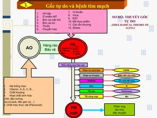 SƠ ĐỒ: THUYẾT GỐC
TỰ DO
(FREE RADICAL THEORY OF
AGING)
Hàng rào
Bảo vệAO
FR
-Nguyên tử
-Phân tử
-Ion
e lẻ
đôi,
vòng
ngoài
1. Hệ thống men
2. Vitamin: A, E, C, B…
3. Chất khoáng
4. Hoạt chất sinh hóa:
(chè, đậu tương,
rau-củ-quả, dầu gan cá…)
5. Chất màu thực vật (Flavonoid)
1. Hô hấp
2. Ô nhiễm MT
3. Bức xạ mặt trời
4. Bức xạ ion
5. Thuốc
6. Chuyển hóa
FR
mới
Phản ứng
lão hóa
dây chuyền
Khả năng oxy hóa cao
Phân tử acid béo
Phân tử Protein
Vitamin
Gen
TB não
TB võng mạc
VXĐM
Biến đổi cấu trúc
Ức chế HĐ men
K
Parkinson
Mù
7. Vi khuẩn
8. Virus
9. KST
10. Mỡ thực phẩm
11. Các tổn thương
12. Stress.
Gốc tự do và bệnh tim mạch3.3.
 