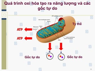 38
Gốc tự do Gốc tự do
Quá trình oxi hóa tạo ra năng lượng và các
gốc tự do
Ty thể
 