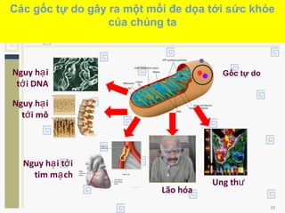 39
Các gốc tự do gây ra một mối đe dọa tới sức khỏe
của chúng ta
Gốc tự doNguy h iạ
t i DNAớ
Nguy h iạ
t i môớ
Nguy h i t iạ ớ
tim m chạ
Lão hóa
Ung thư
 