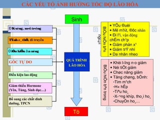 Sinh
Tö
QUÁ TRÌNH
LÃO HÓA
Ksèng, m«i tr­êngĐ
TÝnh c¸ thÓ, di truyền
iÒu kiÖn n uèngĐ ă
Giảm thiểu Hormone
(Yên, Tùng, Sinh dục…)
Điều kiện lao động
GÔC TỰ DO
Bổ sung các chất dinh
dưỡng, TPCN
• YÕu ®uèi
• Mê m¾t, ®ôc nhân
• Đi l¹i, vận động
chËm ch¹p
• Giảm phản x¹
• Giảm trÝ nhí
• Da nhăn nheo
BiÓuhiÖnbªn
ngoµi
• Khèi l­îng n·o giảm
• Néi tiÕt giảm
• Chøc năng giảm
• Tăng chøng, bÖnh:
-Tim m¹ch
-H« hÊp
-Tiªu ho¸
-X­¬ng khíp, tho¸i ho¸
-ChuyÓn ho¸…BiÓuhiÖnbªntrong
CÁC YẾU TỐ ẢNH HƯỞNG TỐC ĐỘ LÃO HÓA
 