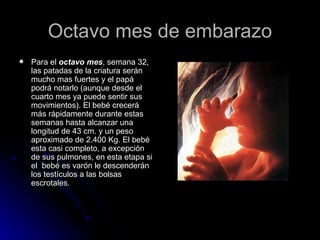 Octavo mes de embarazo Para el  octavo mes , semana 32, las patadas de la criatura serán mucho mas fuertes y el papá podrá notarlo (aunque desde el cuarto mes ya puede sentir sus movimientos). El bebé crecerá más rápidamente durante estas semanas hasta alcanzar una longitud de 43 cm. y un peso aproximado de 2.400 Kg. El bebé esta casi completo, a excepción de sus pulmones, en esta etapa si el  bebé es varón le descenderán los testículos a las bolsas escrotales.  