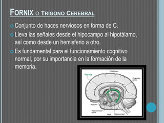 FORNIX O TRÍGONO CEREBRAL
 Conjunto de haces nerviosos en forma de C.
 Lleva las señales desde el hipocampo al hipotálamo,
así como desde un hemisferio a otro.
 Es fundamental para el funcionamiento cognitivo
normal, por su importancia en la formación de la
memoria.
 