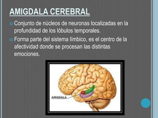 AMIGDALA CEREBRAL
 Conjunto de núcleos de neuronas localizadas en la
profundidad de los lóbulos temporales.
 Forma parte del sistema límbico, es el centro de la
afectividad donde se procesan las distintas
emociones.
 