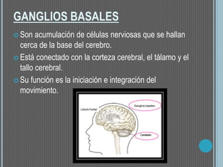 GANGLIOS BASALES
 Son acumulación de células nerviosas que se hallan
cerca de la base del cerebro.
 Está conectado con la corteza cerebral, el tálamo y el
tallo cerebral.
 Su función es la iniciación e integración del
movimiento.
 