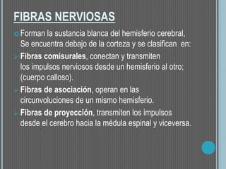 FIBRAS NERVIOSAS
 Forman la sustancia blanca del hemisferio cerebral,
Se encuentra debajo de la corteza y se clasifican en:
 Fibras comisurales, conectan y transmiten
los impulsos nerviosos desde un hemisferio al otro;
(cuerpo calloso).
 Fibras de asociación, operan en las
circunvoluciones de un mismo hemisferio.
 Fibras de proyección, transmiten los impulsos
desde el cerebro hacia la médula espinal y viceversa.
 