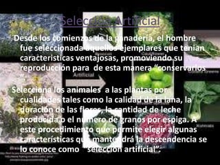 Selección Artificial
Desde los comienzos de la ganadería, el hombre
  fue seleccionada aquellos ejemplares que tenian
  caracteristicas ventajosas, promoviendo su
  reproducción para de esta manera “conservarlos
  “.
Selecciona los animales a las plantas por
  cualidades tales como la calidad de la lana, la
  duración de las flores, la cantidad de leche
  producida o el numero de granos por espiga. A
  este procedimiento que permite elegir algunas
  características que mantendrá la descendencia se
  lo conoce como “selección artificial”.
 