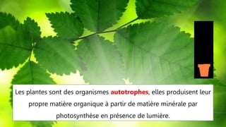 Les plantes sont des organismes autotrophes, elles produisent leur
propre matière organique à partir de matière minérale par
photosynthèse en présence de lumière.
 
