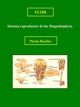 FLOR 
Sistema reproductor de las Magnoliophyta. 
Piezas florales 
 