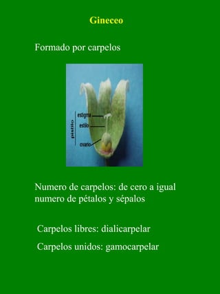 Gineceo 
Formado por carpelos 
Numero de carpelos: de cero a igual 
numero de pétalos y sépalos 
Carpelos libres: dialicarpelar 
Carpelos unidos: gamocarpelar 
 
