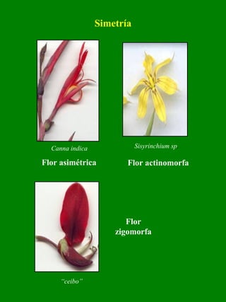 Simetría 
Canna indica Sisyrinchium sp. 
Flor asimétrica 
Flor actinomorfa 
Flor 
zigomorfa 
“ceibo” 
 