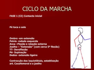 CICLO DA MARCHA
FASE 1 (CI) Contacto inicial
Pé toca o solo
Ombro -em extensão
Pelvis- rodada esquerda
Anca –Flexão e rotação externa
Joelho – “Extensão” (com cerca 5º flexão)
TT- Dorsiflexão
Pé- Supinação
Dedos- extensão ligeira
Contracção dos isquiotibiais, establização
art. Coxafemoral e o joelho
 