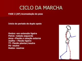 CICLO DA MARCHA
FASE 2 (AP) Acomodação do peso
Inicio do periodo de duplo apoio
Ombro -em extensão ligeira
Pelvis- rodada esquerda
Anca –Flexão e rotação externa
Joelho – Flexão ligeira
TT- Flexão plantar/neutra
Pé- neutro
Dedos- neutros
 