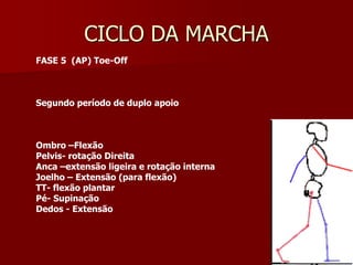 CICLO DA MARCHA
FASE 5 (AP) Toe-Off
Segundo período de duplo apoio
Ombro –Flexão
Pelvis- rotação Direita
Anca –extensão ligeira e rotação interna
Joelho – Extensão (para flexão)
TT- flexão plantar
Pé- Supinação
Dedos - Extensão
 