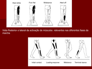 Vista Posterior e lateral da activação de músculos relevantes nas diferentes fases da
marcha
 