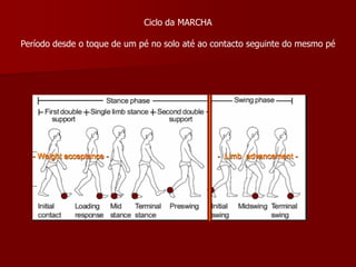 Ciclo da MARCHA
Período desde o toque de um pé no solo até ao contacto seguinte do mesmo pé
 