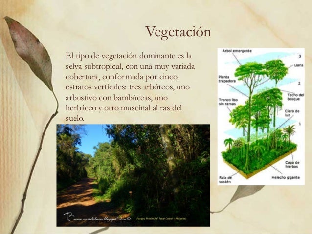 Selva Misionera Ambiente E Impacto Ambiental