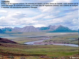 TUNDRA Pradera de las regiones polares. Se extiende por Alaska y la zona Artica de Canadá, como también por la  Tierra del fuego. Su subsuelo es helado, y el suelo falto de vegetación arbórea, esta cubierto de musgos  Y niqueles, con abundantes pantanos y ciénagas.  http://www.madrimasd.org/blogs/universo/2008/05/10/91423 