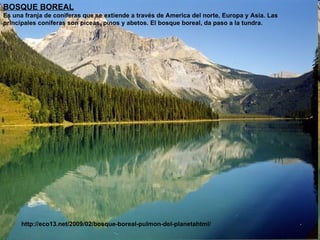 BOSQUE BOREAL Es una franja de coniferas que se extiende a través de America del norte, Europa y Asia. Las principales coniferas son piceas, pinos y abetos. El bosque boreal, da paso a la tundra. http://eco13.net/2009/02/bosque-boreal-pulmon-del-planetahtml/ 