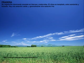 PRADERA Su vegetación dominante consiste en hiervas y matorrales. El clima es templado, entre semiarido y húmedo. Hay una estación calida, y generalmente otra estación fría.  http://wikinatu.wikispaces.com/PRADERAS 