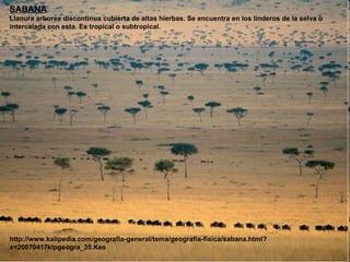 SABANA Llanura arborea discontinua cubierta de altas hierbas. Se encuentra en los linderos de la selva o intercalada con esta. Es tropical o subtropical. http://www.kalipedia.com/geografia-general/tema/geografia-fisica/sabana.html?x=20070417klpgeogra_35.Kes 