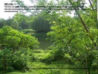 SELVA Terreno sin cultura y muy poblado de árboles. En los bosques ecuatoriales y tropicales, la elevada temperatura media y abundante lluvia, crea una vegetación exuberante con especies características.  http://www.3viajesaldia.com/ruta-en-la-moskitia-costa-sabana-y-selva-ii/ 