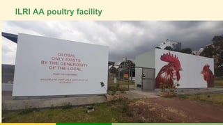 Tropical Poultry Genetic Solutions (TPGS): Delivering farmer preferred, productive and ecologically adapted poultry to smallholders