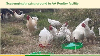 Tropical Poultry Genetic Solutions (TPGS): Delivering farmer preferred, productive and ecologically adapted poultry to smallholders