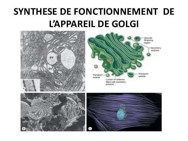 appareil de golgi schéma