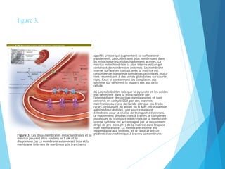 figure 3.
Figure 3. Les deux membranes mitochondriales et la
matrice peuvent être vusdans le T eM et le
diagramme.(a) La membrane externe est lisse et la
membrane internea de nombreux plis tranchants
appelés cristae qui augmentent sa surfacezone
grandement. Les crêtes sont plus nombreuses dans
les mitochondriescellules hautement actives. La
matrice mitochondriale la plus interne est un gel
contenant de nombreuses enzymes. La membrane
interne surface en contact avec la matrice est
constellée de nombreux complexes protéiques multi-
tiers ressemblant à des unités globulaires sur courte
tiges. Ceux-ci contiennent les complexes atp
synthèse qui génèrent la plupart des atp de la
cellule.
(b) Les métabolites tels que le pyruvate et les acides
gras pénètrent dans la mitochondrie par
l'intermédiaire des porines membranaires et sont
convertis en acétyle COA par des enzymes
matricielles du cycle de l'acide citrique (ou Krebs
cycle), produisant du atp et du N ADH (nicotinamide
adéninedinucléotide), une source majeure
d'électrons pour la chaîne de transport d'électrons.
Le mouvement des électrons à travers le complexes
protéiques du transport d'électrons de la membrane
interne système est accompagné par le mouvement
dirigé de pro -tons (H+) de la matrice dans l'espace
inter membranaire. La membrane interne est
imperméable aux protons, et le résultat est un
gradient électrochimique à travers la membrane.
 
