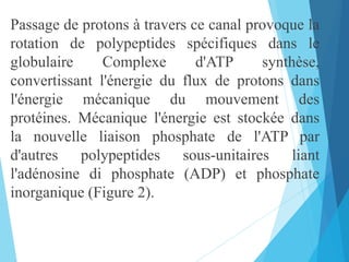 Passage de protons à travers ce canal provoque la
rotation de polypeptides spécifiques dans le
globulaire Complexe d'ATP synthèse,
convertissant l'énergie du flux de protons dans
l'énergie mécanique du mouvement des
protéines. Mécanique l'énergie est stockée dans
la nouvelle liaison phosphate de l'ATP par
d'autres polypeptides sous-unitaires liant
l'adénosine di phosphate (ADP) et phosphate
inorganique (Figure 2).
 