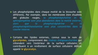  Les phospholipides dans chaque moitié de la bicouche sont
différents. Par exemple, dans les membranes bien étudiées
des globules rouges, la phosphatidylcholine et la
sphingomyéline sont plus abondantes dans la moitié externe,
alors que la phosphatidylsérine et la
phosphatidyléthanolamine sont plus concentrées dans la
couche interne.
 Certains des lipides externes, connus sous le nom de
glycolipides, comprennent des chaînes d'oligosaccharides qui
s'étendent vers l'extérieur de la surface cellulaire et
contribuent à un revêtement de surface cellulaire délicat
appelé le glycocalyx.
 