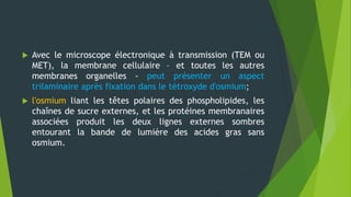  Avec le microscope électronique à transmission (TEM ou
MET), la membrane cellulaire – et toutes les autres
membranes organelles - peut présenter un aspect
trilaminaire après fixation dans le tétroxyde d'osmium;
 l'osmium liant les têtes polaires des phospholipides, les
chaînes de sucre externes, et les protéines membranaires
associées produit les deux lignes externes sombres
entourant la bande de lumière des acides gras sans
osmium.
 