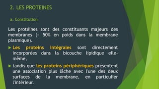 2. LES PROTEINES
a. Constitution
Les protéines sont des constituants majeurs des
membranes (~ 50% en poids dans la membrane
plasmique).
 Les proteins intégrales sont directement
incorporées dans la bicouche lipidique elle-
même,
 tandis que les proteins périphériques présentent
une association plus lâche avec l'une des deux
surfaces de la membrane, en particulier
l'intérieur.
 