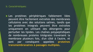 b. Caractéristiques:
 Les protéines périphériques faiblement liées
peuvent être facilement extraites des membranes
cellulaires avec des solutions salines, tandis que
les protéines integrals peuvent être extraites
uniquement en utilisant des détergents pour
perturber les lipides. Les chaînes polypeptidiques
de nombreuses proteins intégrales traversent la
membrane plusieurs fois, d'un côté à l'autre, et
sont par conséquent appelées proteines
transmembranaires à passages multiples.
 