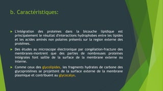 b. Caractéristiques:
 L'intégration des proteines dans la bicouche lipidique est
principalement le résultat d'interactions hydrophobes entre les lipides
et les acides aminés non polaires présents sur la region externe des
protéines.
 Des études au microscope électronique par congélation-fracture des
membranes-montrent que des parties de nombreuses proteines
intégrales font saillie de la surface de la membrane externe ou
interne.
 Comme ceux des glycolipides, les fragments hydrates de carbone des
glycoprotéines se projettent de la surface externe de la membrane
plasmique et contribuent au glycocalyx.
 