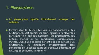 1. Phagocytose:
 La phagocytose signifie littéralement «manger des
cellules».
 Certains globules blancs, tels que les macrophages et les
neutrophiles, sont spécialisés pour engloutir et enlever les
particules tells que les bactéries, les protozoaires, les
cellules mortes et les constituants extracellulaires
inutiles. Quand une bactérie deviant liée à la surface d'un
neutrophile, les extensions cytoplasmiques sont
prolongées de la cellule (dans un processus dépendant de
l'actine) et entourent la bactérie.
 