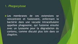1. Phagocytose
 Les membranes de ces extensions se
rencontrent et fusionnent, enfermant la
bactérie dans une vacuole intracellulaire
appellee phagosome, qui fusionne ensuite
avec un lysosome pour la dégradation du
contenu, comme discuté plus loin dans ce
chapitre.
 