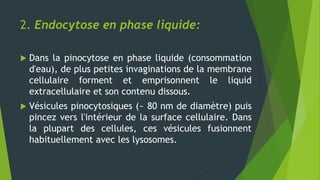 2. Endocytose en phase liquide:
 Dans la pinocytose en phase liquide (consommation
d'eau), de plus petites invaginations de la membrane
cellulaire forment et emprisonnent le liquid
extracellulaire et son contenu dissous.
 Vésicules pinocytosiques (~ 80 nm de diamètre) puis
pincez vers l'intérieur de la surface cellulaire. Dans
la plupart des cellules, ces vésicules fusionnent
habituellement avec les lysosomes.
 
